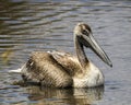 Closeup sideview of a single white pelicans swimming in a water hole with one partially submerged hippo in the background