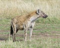 Closeup sideview of spotted hyena looking forward