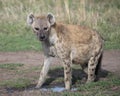 Closeup sideview of spotted hyena looking toward the camera Royalty Free Stock Photo