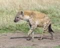 Closeup sideview of spotted hyena walking a dirt path looking forward Royalty Free Stock Photo