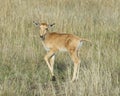 Closeup sideview Topi and calf standing in grass with head raised looking toward camera