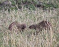 Closeup sideview of two banded mongoose standing in grass