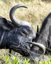 Closeup sideview of two cape buffalo heads butting each other