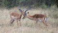 Closeup sideview two male impala with large antlers with heads close together