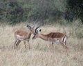 Closeup sideview two male impala with large antlers with heads close together