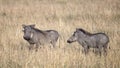 Closeup sideview of two warthogs standing in tall grass Royalty Free Stock Photo