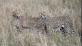 Closeup sideview of two young cheetah standing overlapped in tall grass, with one licking himself on the neck Royalty Free Stock Photo