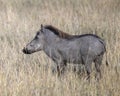 Closeup sideview of a warthog standing in tall grass