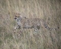Closeup sideview of young cheetah running through grass looking forward Royalty Free Stock Photo