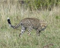 Closeup sideview of young cheetah running through grass looking forward Royalty Free Stock Photo