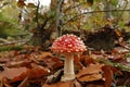 Closeup on a signle fresh brilliant red and white spotted Fly agaric, Amanita muscaria, on he forest floor