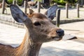 Closeup of a Sika deer Royalty Free Stock Photo