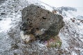 Closeup of Silene acaulis/moss campion pink flowers next to a volcanic basalt rock in the harsh icelandic climate.