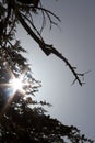 Silhouette Branches of Trees in arz forest in north lebanon