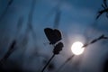 Closeup of a silhouette of a butterfly on a plant