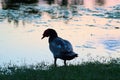 Closeup of a silhouette of a Muscovy duck standing on the shore. Royalty Free Stock Photo