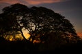 Closeup silhouette of big old tree with twilight sky background