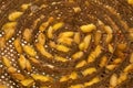 Closeup silk worm cocoons nests