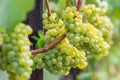 Silvaner grapes grow and mature