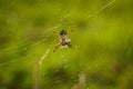 Closeup of a Silver argiope spider on the spider web against the green foliage Royalty Free Stock Photo