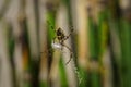 Closeup of a Silver argiope spider on the spider web against the green foliage Royalty Free Stock Photo