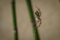 Closeup of a Silver argiope spider on the spider web Royalty Free Stock Photo