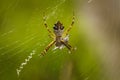 Closeup of a Silver argiope spider on the spider web against the green foliage Royalty Free Stock Photo