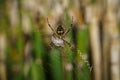 Closeup of a Silver argiope spider on the spider web against the green foliage Royalty Free Stock Photo