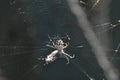 Closeup of a silver argiope spider on the web in a field with a blurry background Royalty Free Stock Photo