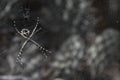 Closeup of a silver argiope spider on the web in a field with a blurry background Royalty Free Stock Photo