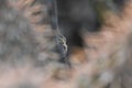 Closeup of a silver argiope spider on the web in a field with a blurry background Royalty Free Stock Photo