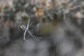 Closeup of a silver argiope spider on the web in a field with a blurry background Royalty Free Stock Photo