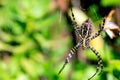 Closeup of a silver argiope spider on the web in a field with a blurry background Royalty Free Stock Photo