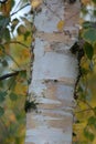 Closeup of a Silver Birch tree Royalty Free Stock Photo