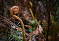 Closeup of a silver fern unfurling growing outdoor Royalty Free Stock Photo