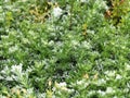 Silver Mound Artemisia Royalty Free Stock Photo