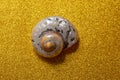 Closeup of a silver snail on a golden textured background