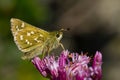Closeup of a silver-spotted skipper on flowers under the sunlight with a blurry background