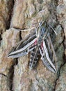 Closeup of a Silver Striped Hawkmoth on a tree bark