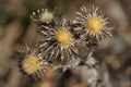 Closeup of Silver Thistles in Ticino