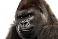 Closeup silverback gorilla portrait dramatic Royalty Free Stock Photo
