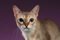 Closeup Singapura Cat Looking in Camera on purple Royalty Free Stock Photo