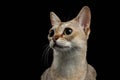 Closeup Singapura Cat Looking Interesting on black Royalty Free Stock Photo