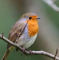 Closeup of a singing European robin bird perched on tree branch under the sunlight Royalty Free Stock Photo