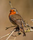 Closeup of a singing European robin bird perched on tree branch under the sunlight Royalty Free Stock Photo