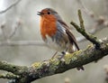 Closeup of a singing robin redbreast on a mossy branch in the woods with a blurred background Royalty Free Stock Photo