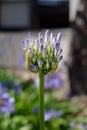 Closeup of single African lily, pre-bloom, with blurred, bokeh background