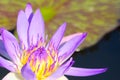 Closeup of a single beautiful purple lotus flower, with yellow center, in a lovely small pond in a Thai park. Royalty Free Stock Photo