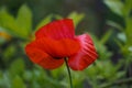 Closeup of a single beautiful red poppy Royalty Free Stock Photo