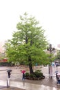 Closeup of Single Big green tree in Asakusa temple, Tokyo, Japan